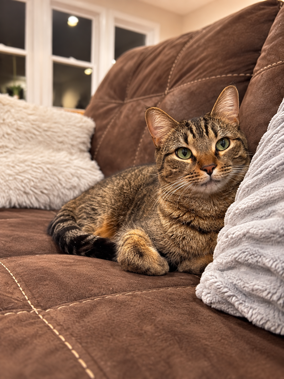 A tabby cat relaxing comfortably on a foster family's couch
